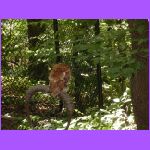 Great Horned Owl.jpg